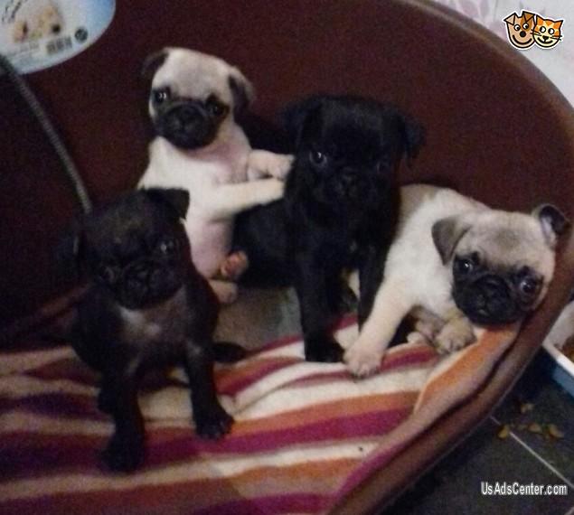 Magnificent Pug puppies Pets for sale in Chicago, Illinois