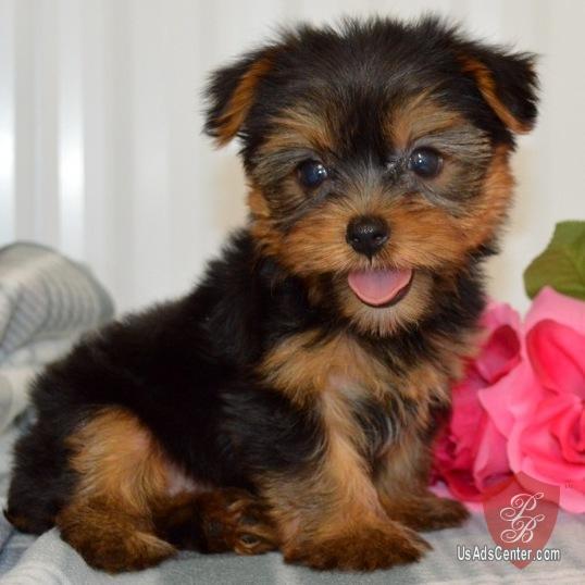 Dogs For Sale In Northern Kentucky
