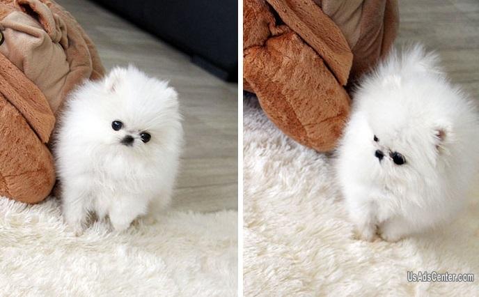 Two Teacup Pomeranian Puppies Needs a New Family Pets